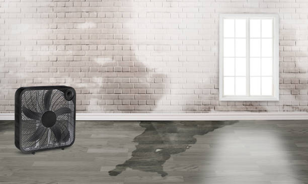 Best Water damage cleanup near me  in Grandwood Park, IL